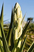 YUCCA FILAMENTOSA GLORIOSA