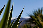 YUCCA FILAMENTOSA GLORIOSA