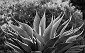 AGAVE ATTENUATA