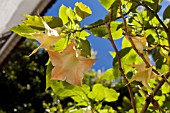 BRUGMANSIA