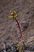 AEONIUM SPATHULATUM