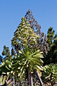 AEONIUM PSEUDOURBICUM WHITE FLOWERING HOUSELEEK NEXT TO DEAD PLANT