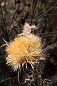 CYNARA CARDUNCULUS DRIED SEED HEAD