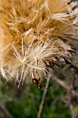 CYNARA CARDUNCULUS DRIED SEED HEAD