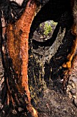 PINUS CANARIENSIS WITH FIRE DAMAGE