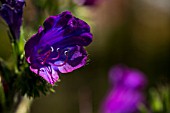 ECHIUM ANGUSTIFOLIUM