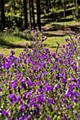 ECHIUM ANGUSTIFOLIUM