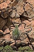 ECHIUM WILDPRETII GROWING IN ROCK