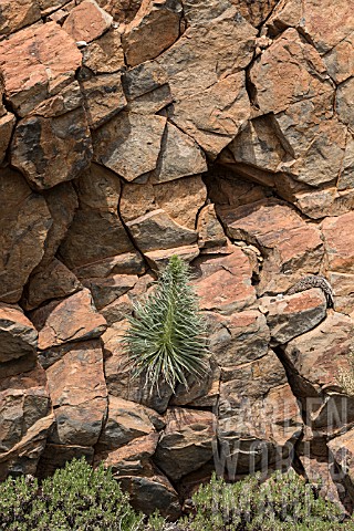 ECHIUM_WILDPRETII_GROWING_IN_ROCK