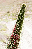 ECHIUM WILDPRETII