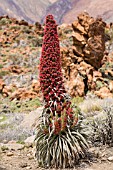 ECHIUM WILDPRETII