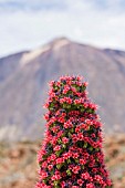 ECHIUM WILDPRETII