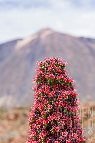 ECHIUM_WILDPRETII