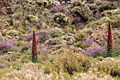 ECHIUM WILDPRETII