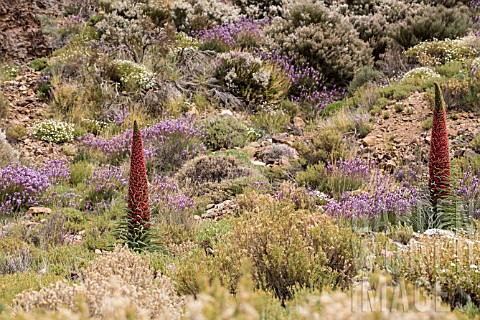 ECHIUM_WILDPRETII