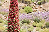 ECHIUM WILDPRETII