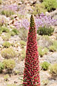 ECHIUM WILDPRETII