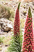 ECHIUM WILDPRETII