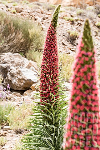 ECHIUM_WILDPRETII