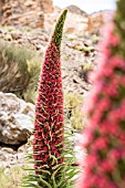 ECHIUM WILDPRETII