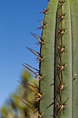 CACTUS SPIKES