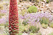 ECHIUM WILDPRETII