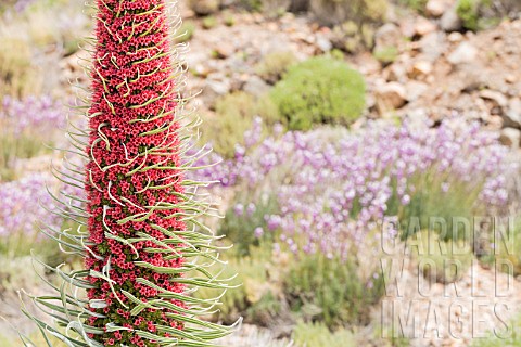 ECHIUM_WILDPRETII