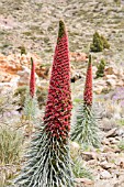 ECHIUM WILDPRETII