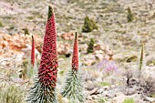 ECHIUM WILDPRETII