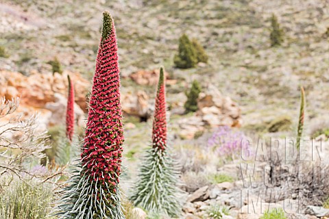 ECHIUM_WILDPRETII