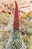 ECHIUM WILDPRETII