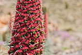 ECHIUM WILDPRETII