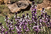 ERYSIMUM SCOPARIUM, TENERIFE