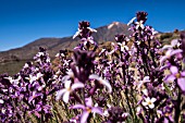 ERYSIMUM SCOPARIUM, TENERIFE