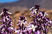 ERYSIMUM SCOPARIUM, TENERIFE