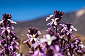 ERYSIMUM SCOPARIUM, TENERIFE