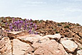 ERYSIMUM SCOPARIUM, TENERIFE