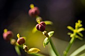 EUPHORBIA BROUSSONETII