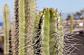 CACTUS SPIKES