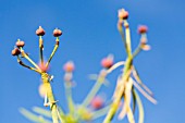 EUPHORBIA BROUSSONETII