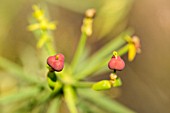 EUPHORBIA BROUSSONETII