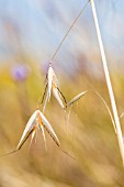 OPEN GRASS SEED HEADS