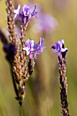 LAVANDULA CANARIENSIS