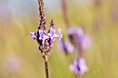 LAVANDULA CANARIENSIS