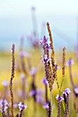 LAVANDULA CANARIENSIS