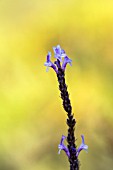 LAVANDULA CANARIENSIS