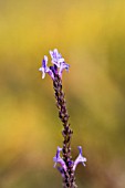 LAVANDULA CANARIENSIS