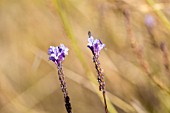 LAVANDULA CANARIENSIS