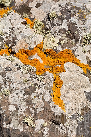 RED_AND_GREEN_LICHENS_GROWING_ON_A_ROCK