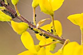 ANTS AND APHIDS ON LOTUS CAMPYLOCLADUS